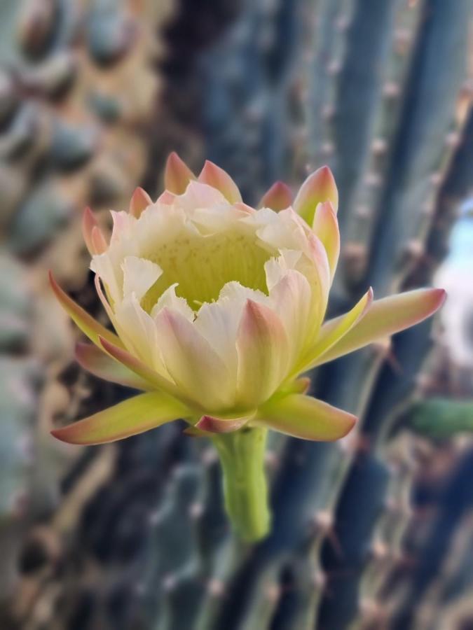 Cactus - Blooming Garden Apartments Καλαμάτα Εξωτερικό φωτογραφία
